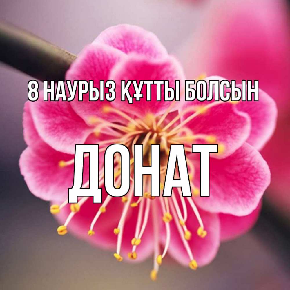 Күн сайын ашық хат с именем, Донат 8 наурыз құтты болсын цветы Онлайн тегін жүктеп алу тілектері бар керемет карта 