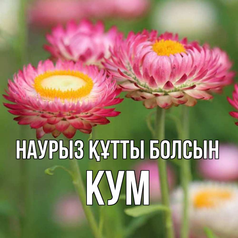 Күн сайын ашық хат с именем, Кум Наурыз құтты болсын подарок на международный женский день Онлайн тегін жүктеп алу тілектері бар керемет карта 