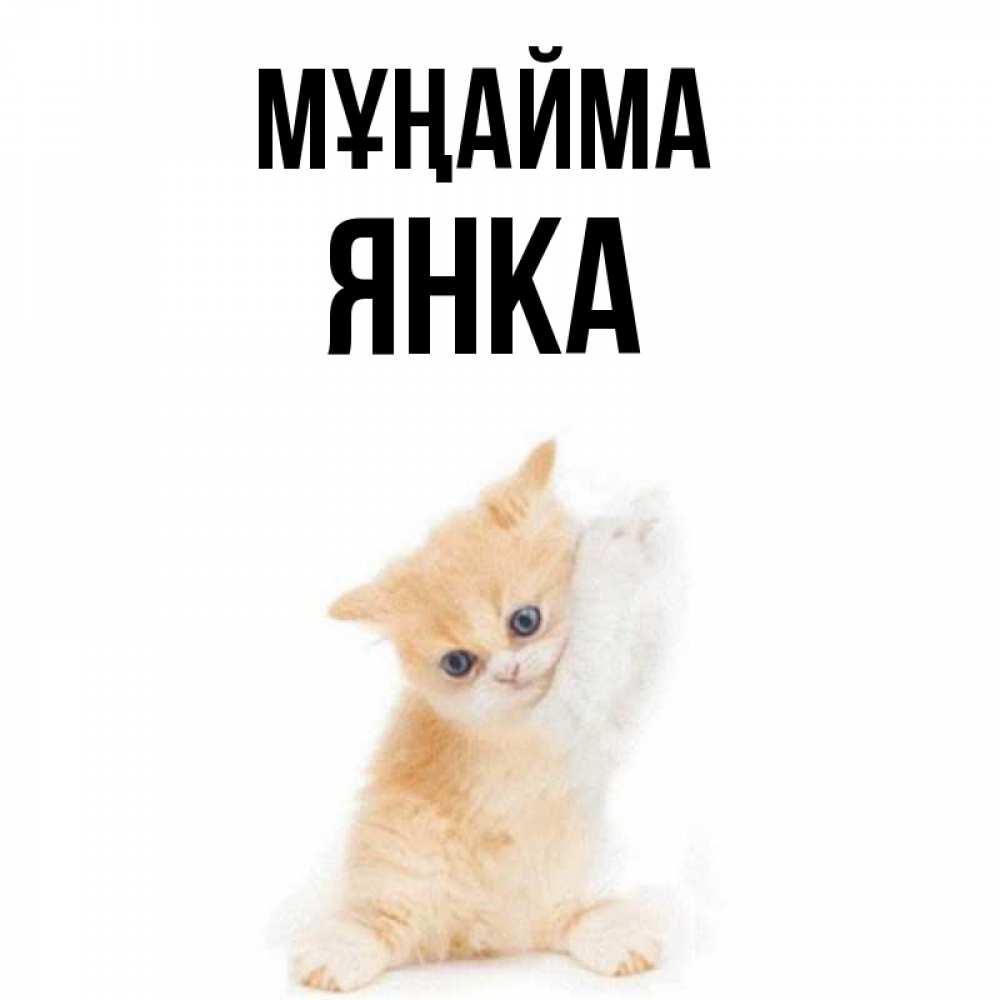 Күн сайын ашық хат с именем, Янка Мұңайма просящий кот Онлайн тегін жүктеп алу тілектері бар керемет карта 