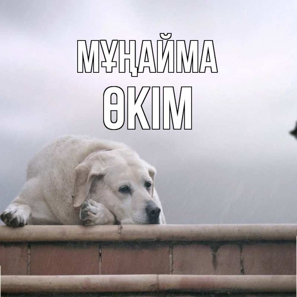 Күн сайын ашық хат с именем, ӨКІМ Мұңайма белый пес 1 Онлайн тегін жүктеп алу тілектері бар керемет карта 