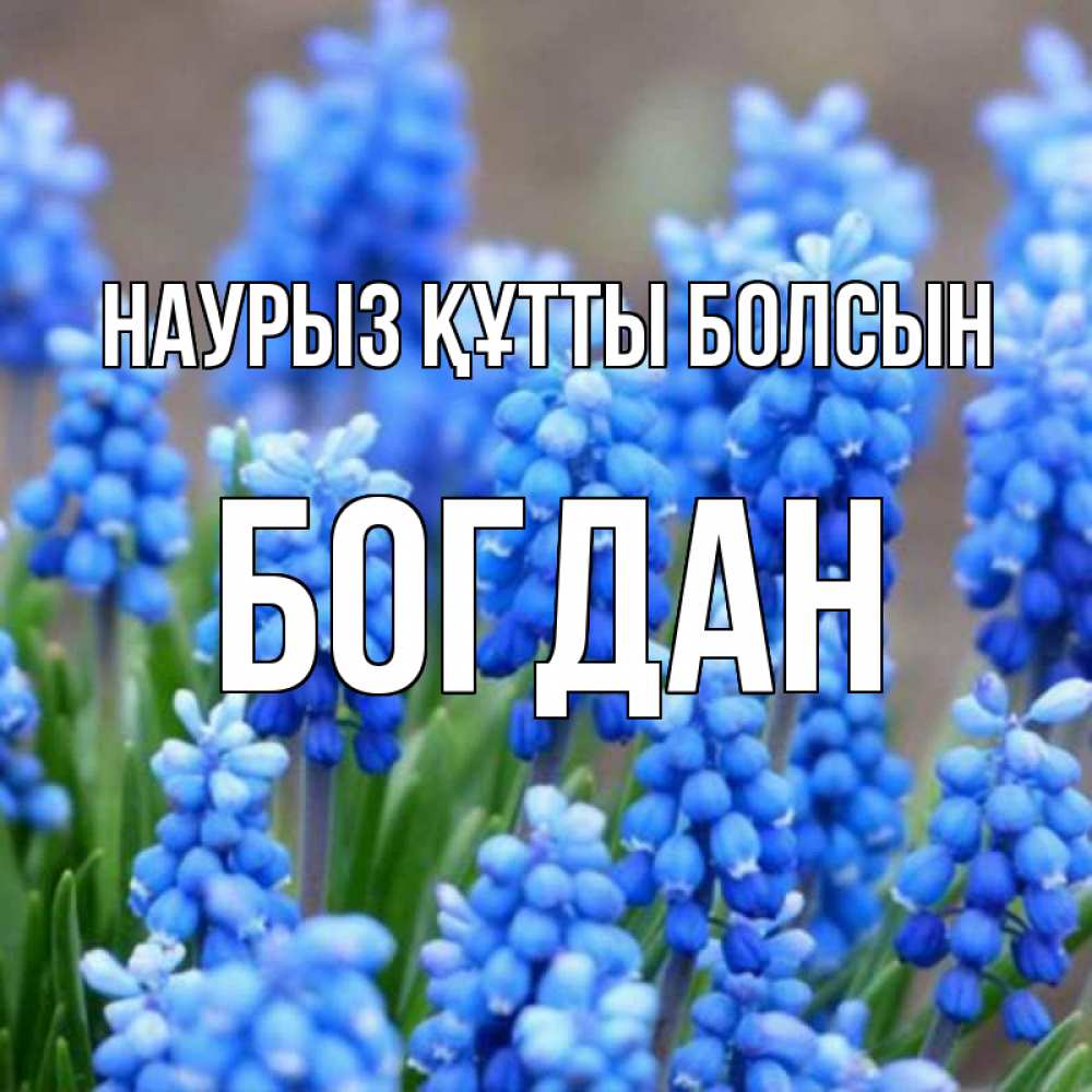 Күн сайын ашық хат с именем, Богдан Наурыз құтты болсын Поздравительная открытка для женщин с цветами на праздничную дату Онлайн тегін жүктеп алу тілектері бар керемет карта 
