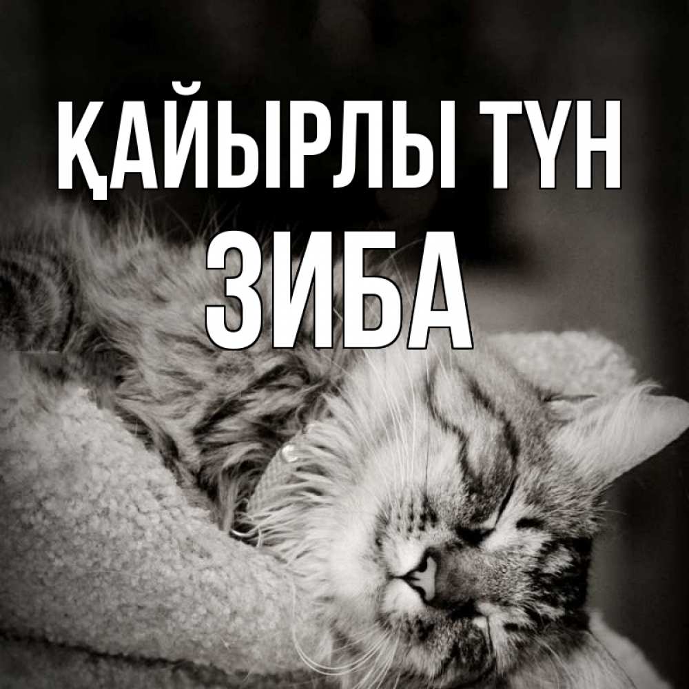 Күн сайын ашық хат с именем, ЗИБА Қайырлы түн котярик пушистый Онлайн тегін жүктеп алу тілектері бар керемет карта 