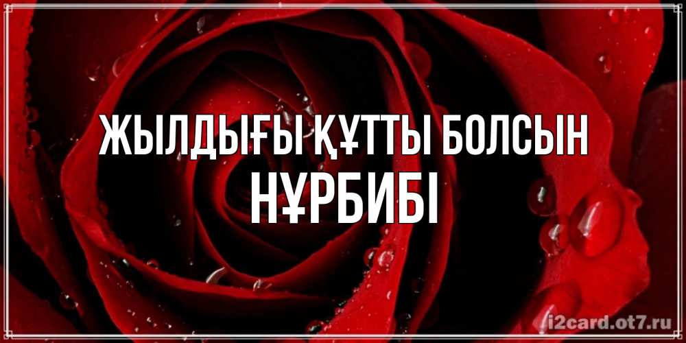 Күн сайын ашық хат с именем, НҰРБИБІ Жылдығы құтты болсын крупная бордовая роза Онлайн тегін жүктеп алу тілектері бар керемет карта 