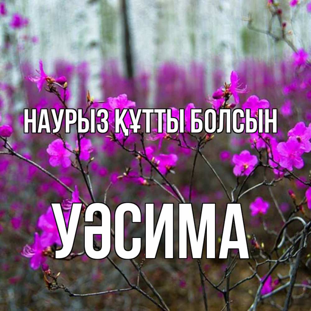 Күн сайын ашық хат с именем, УӘСИМА Наурыз құтты болсын дикие цветы Онлайн тегін жүктеп алу тілектері бар керемет карта 
