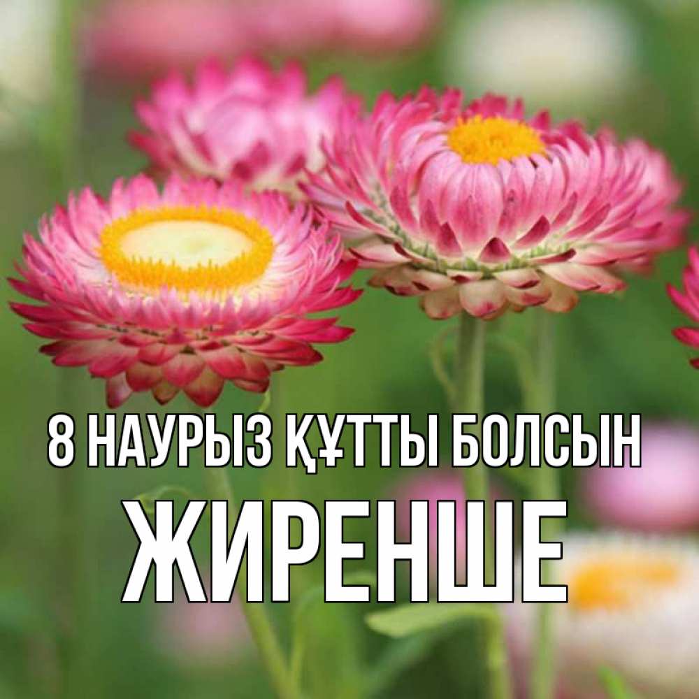 Күн сайын ашық хат с именем, Жиренше 8 наурыз құтты болсын подарок на международный женский день Онлайн тегін жүктеп алу тілектері бар керемет карта 
