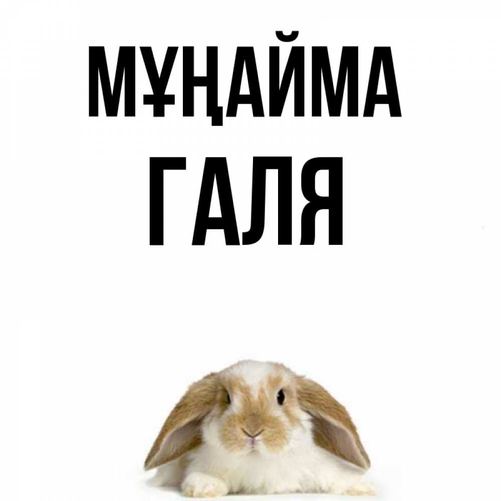 Күн сайын ашық хат с именем, Галя Мұңайма коричнево белый заяц с большими ушками Онлайн тегін жүктеп алу тілектері бар керемет карта 