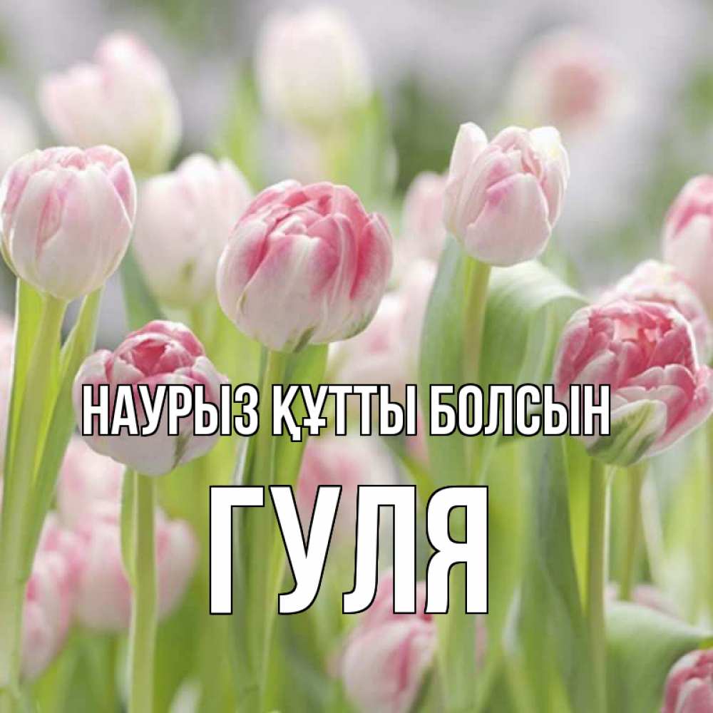 Күн сайын ашық хат с именем, Гуля Наурыз құтты болсын цветы Онлайн тегін жүктеп алу тілектері бар керемет карта 