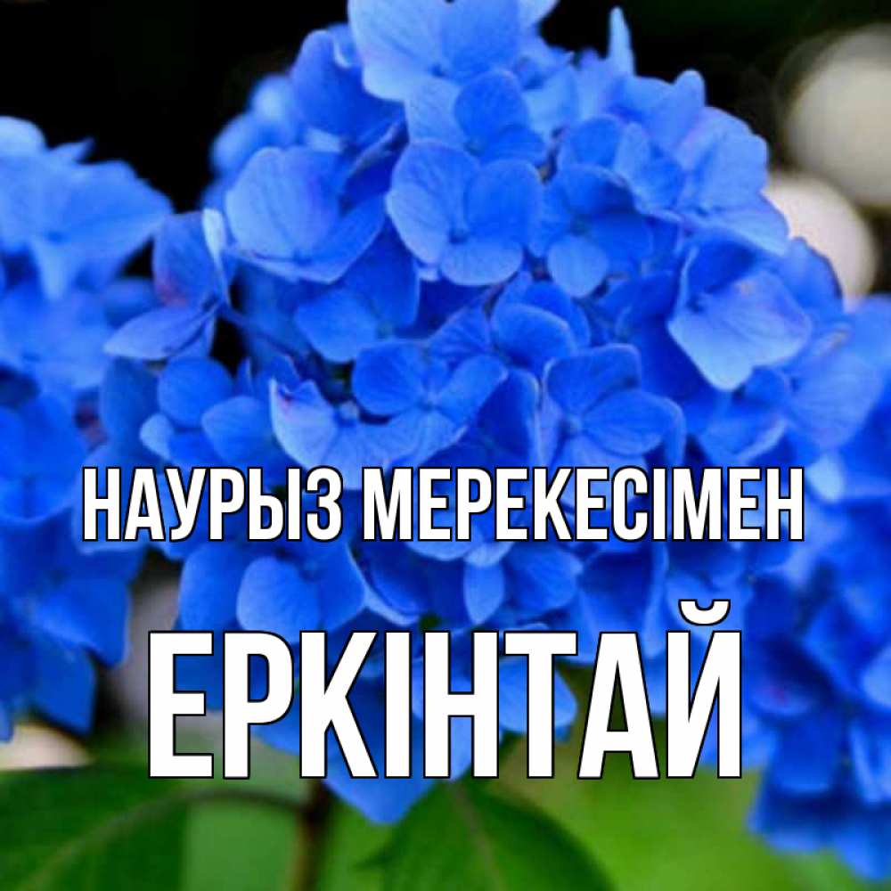 Күн сайын ашық хат с именем, Еркінтай Наурыз мерекесімен синие цветы Онлайн тегін жүктеп алу тілектері бар керемет карта 