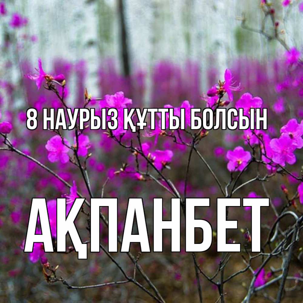 Күн сайын ашық хат с именем, Ақпанбет 8 наурыз құтты болсын дикие цветы Онлайн тегін жүктеп алу тілектері бар керемет карта 