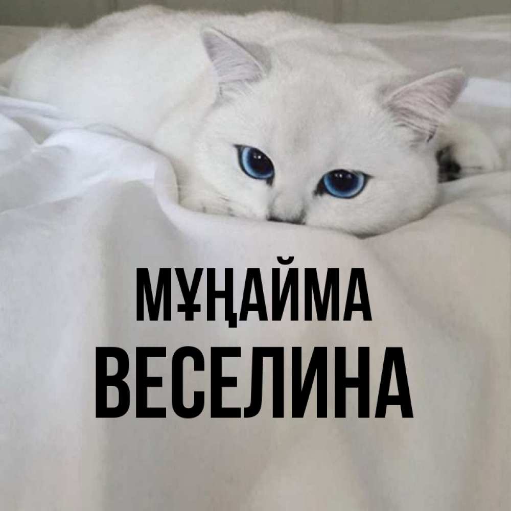 Күн сайын ашық хат с именем, Веселина Мұңайма Голубоглазая кошка Онлайн тегін жүктеп алу тілектері бар керемет карта 