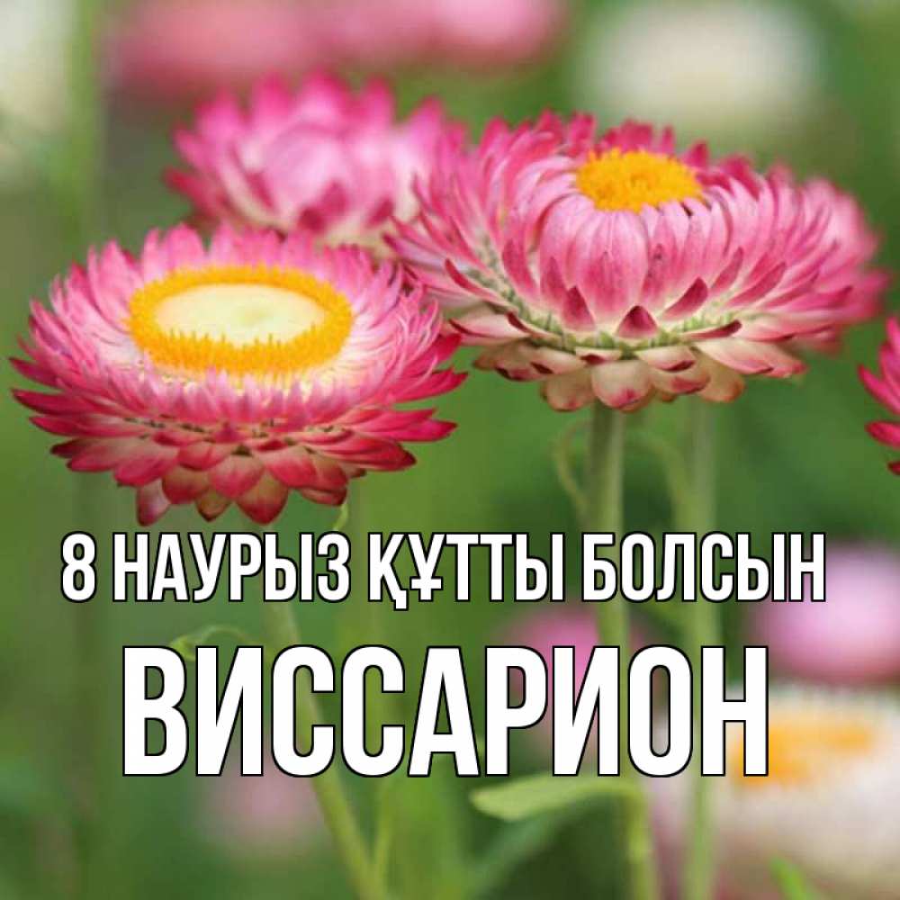 Күн сайын ашық хат с именем, Виссарион 8 наурыз құтты болсын подарок на международный женский день Онлайн тегін жүктеп алу тілектері бар керемет карта 