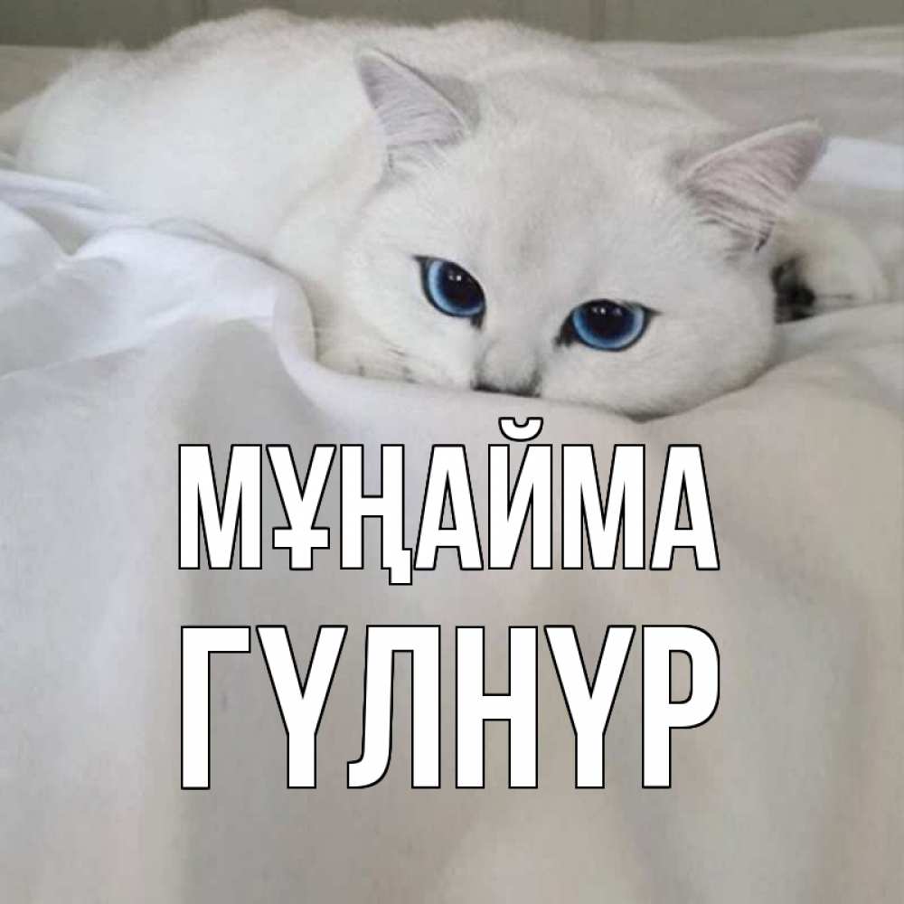 Күн сайын ашық хат с именем, ГҮЛНҮР Мұңайма белый кот с голубыми глазами на белоснежной кровати Онлайн тегін жүктеп алу тілектері бар керемет карта 