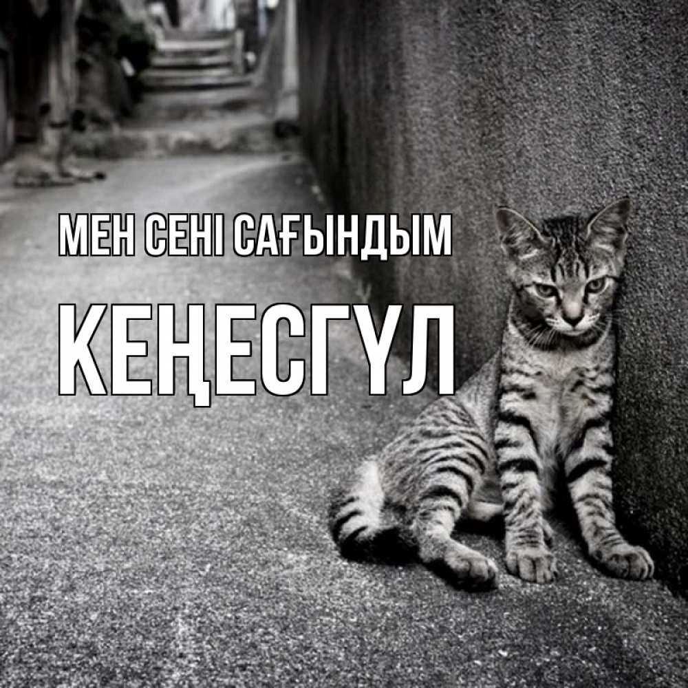Күн сайын ашық хат с именем, КЕҢЕСГҮЛ Мен сені сағындым одиноко котику Онлайн тегін жүктеп алу тілектері бар керемет карта 
