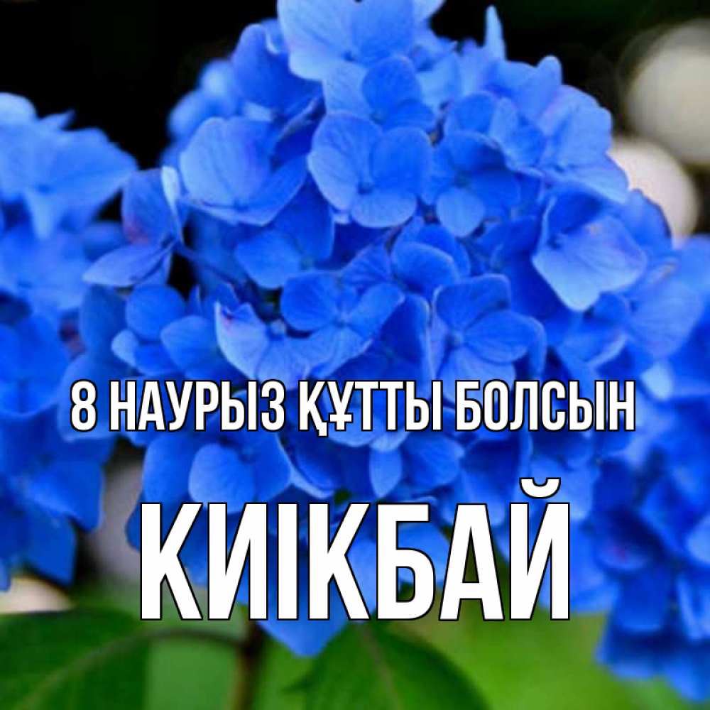 Күн сайын ашық хат с именем, Киікбай 8 наурыз құтты болсын синие цветы Онлайн тегін жүктеп алу тілектері бар керемет карта 
