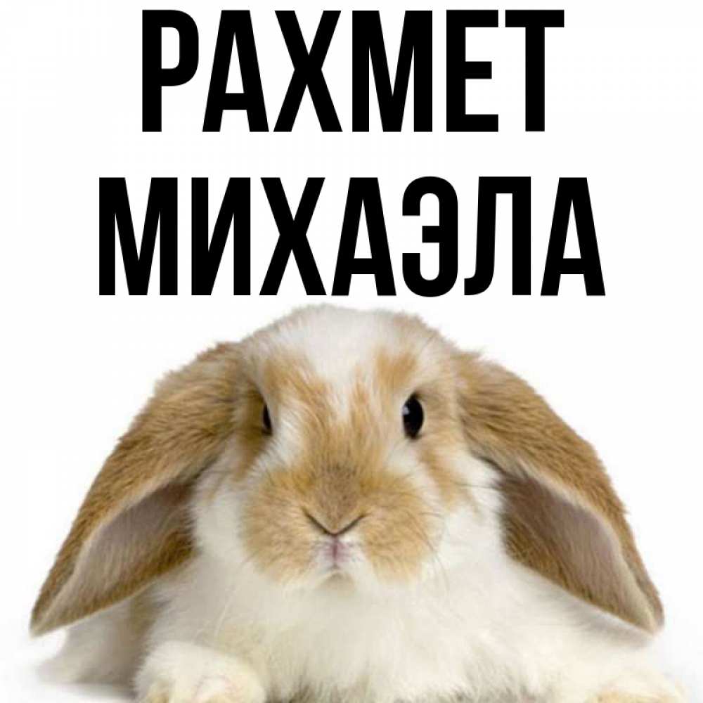 Күн сайын ашық хат с именем, Михаэла рахмет коричнево белый заяц Онлайн тегін жүктеп алу тілектері бар керемет карта 