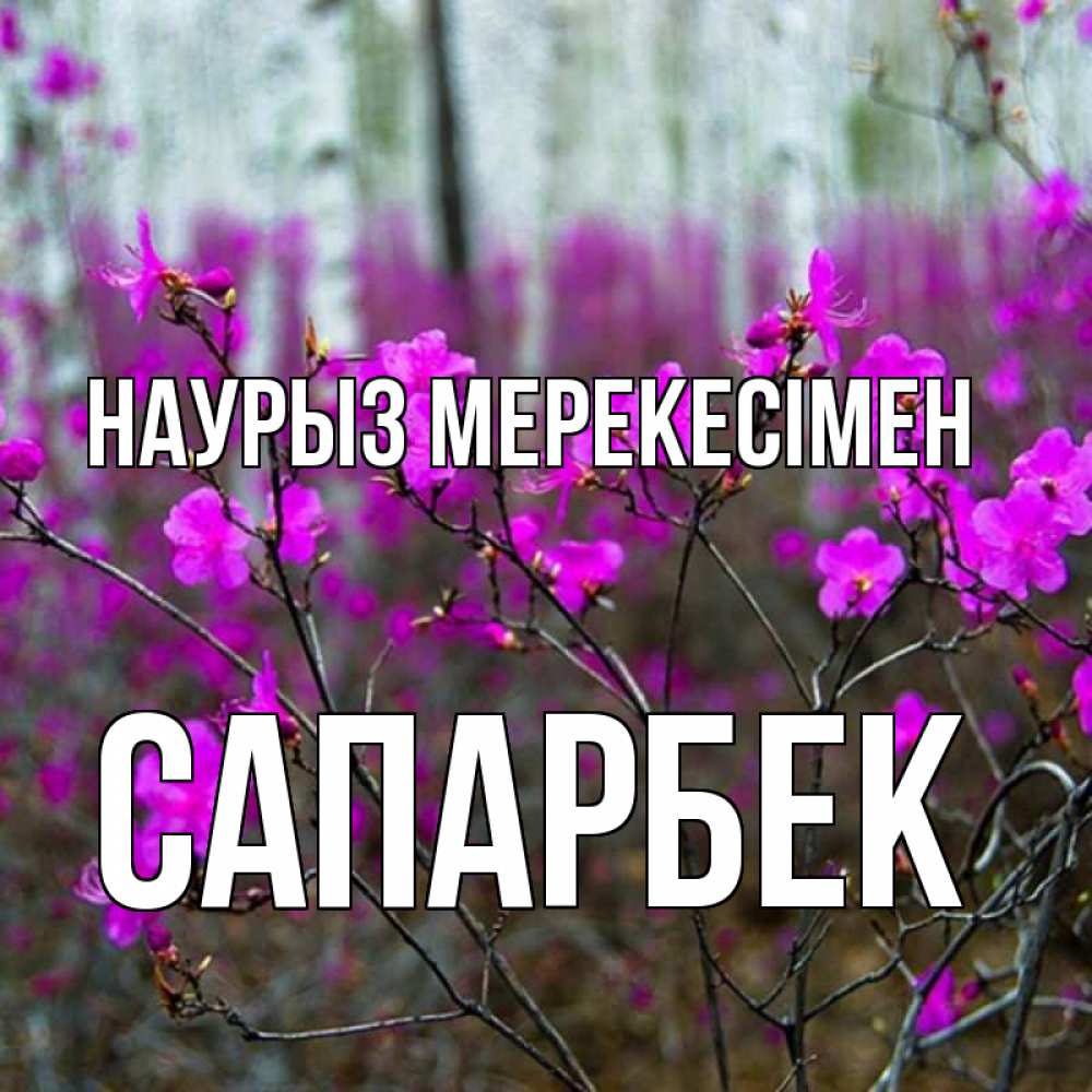 Күн сайын ашық хат с именем, САПАРБЕК Наурыз мерекесімен дикие цветы Онлайн тегін жүктеп алу тілектері бар керемет карта 
