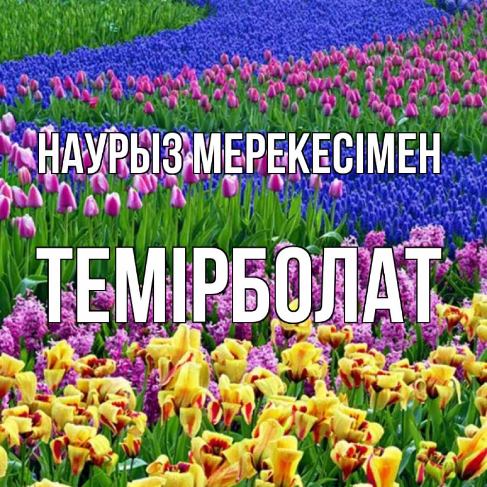 Күн сайын ашық хат с именем, ТЕМІРБОЛАТ Наурыз мерекесімен цветы Онлайн тегін жүктеп алу тілектері бар керемет карта 