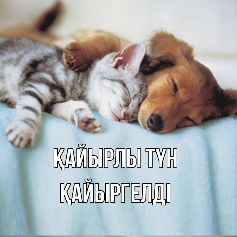 Күн сайын ашық хат с именем, Қайыргелді Қайырлы түн с животными Онлайн тегін жүктеп алу тілектері бар керемет карта 