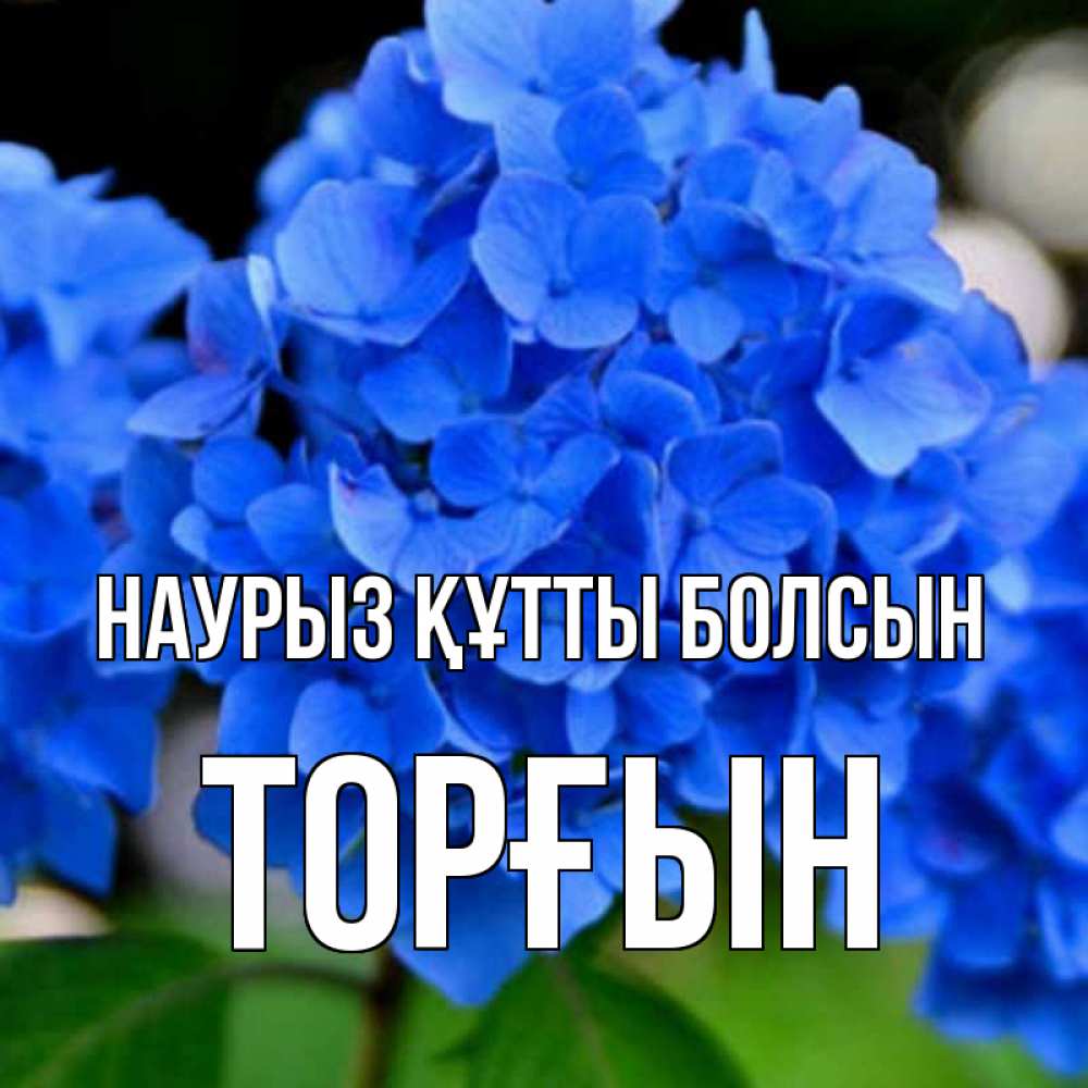 Күн сайын ашық хат с именем, ТОРҒЫН Наурыз құтты болсын синие цветы Онлайн тегін жүктеп алу тілектері бар керемет карта 