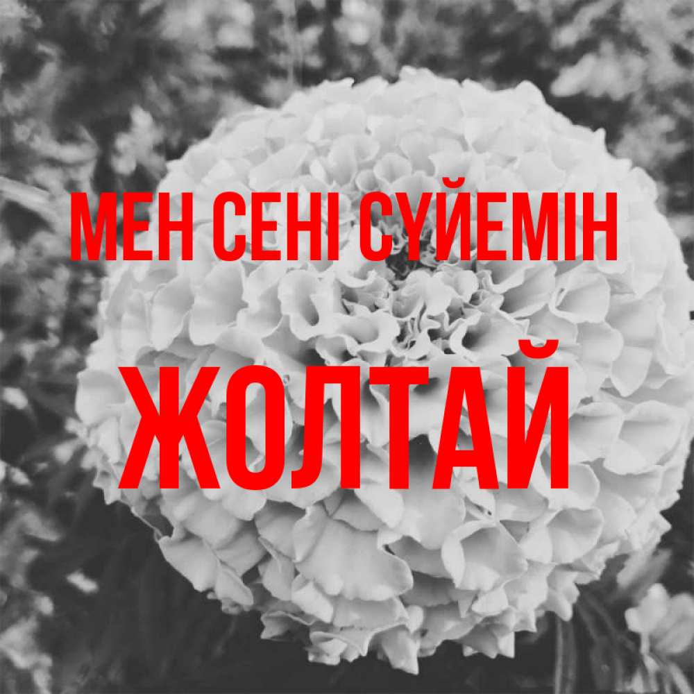 Күн сайын ашық хат с именем, Жолтай Мен сені сүйемін подпись Онлайн тегін жүктеп алу тілектері бар керемет карта 