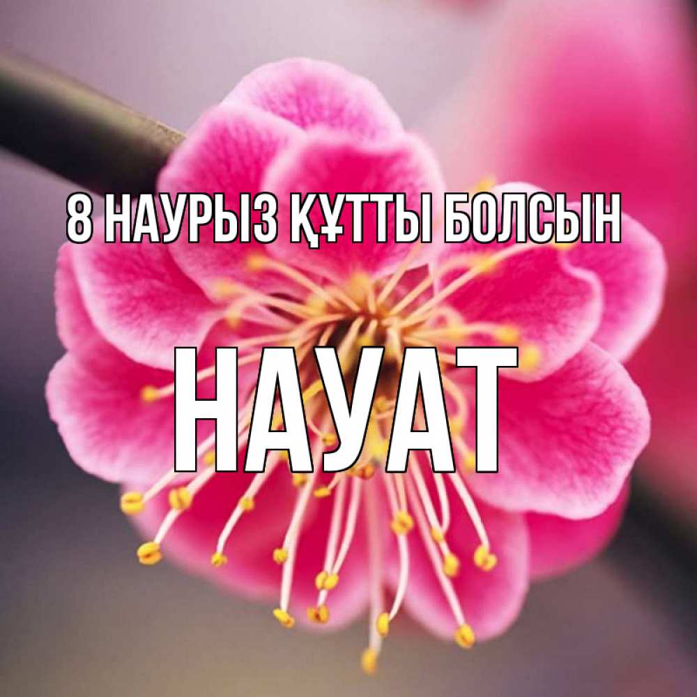 Күн сайын ашық хат с именем, НАУАТ 8 наурыз құтты болсын цветы Онлайн тегін жүктеп алу тілектері бар керемет карта 