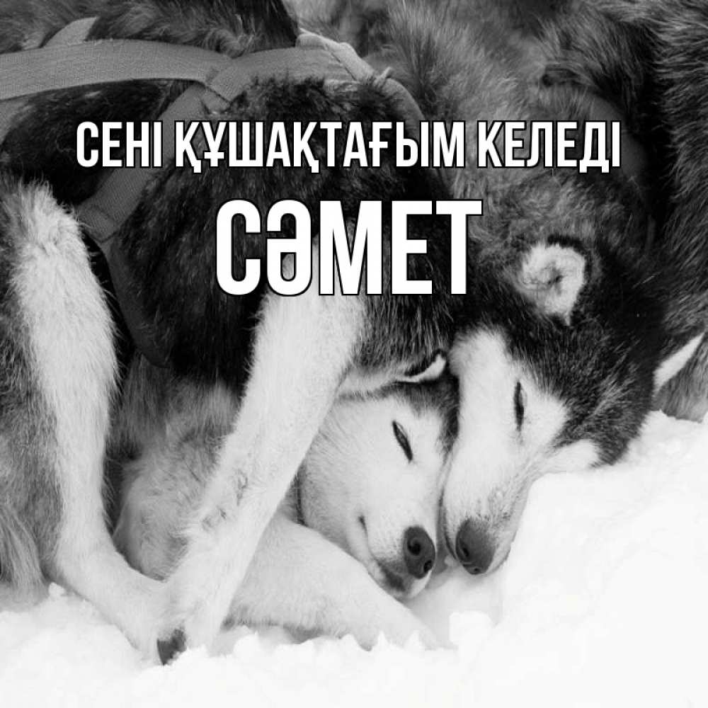 Күн сайын ашық хат с именем, СӘМЕТ сені құшақтағым келеді собачки в упряжке Онлайн тегін жүктеп алу тілектері бар керемет карта 