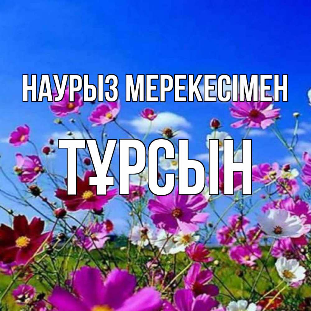 Күн сайын ашық хат с именем, ТҰРСЫН Наурыз мерекесімен цветы Онлайн тегін жүктеп алу тілектері бар керемет карта 