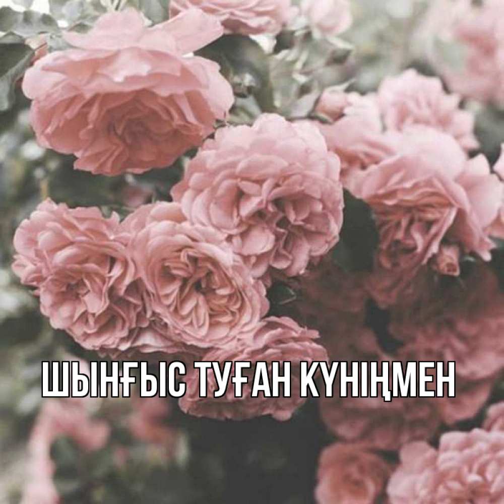 Картинка  с именем , ШЫНҒЫС! ТУҒАН КҮНІҢМЕН!
