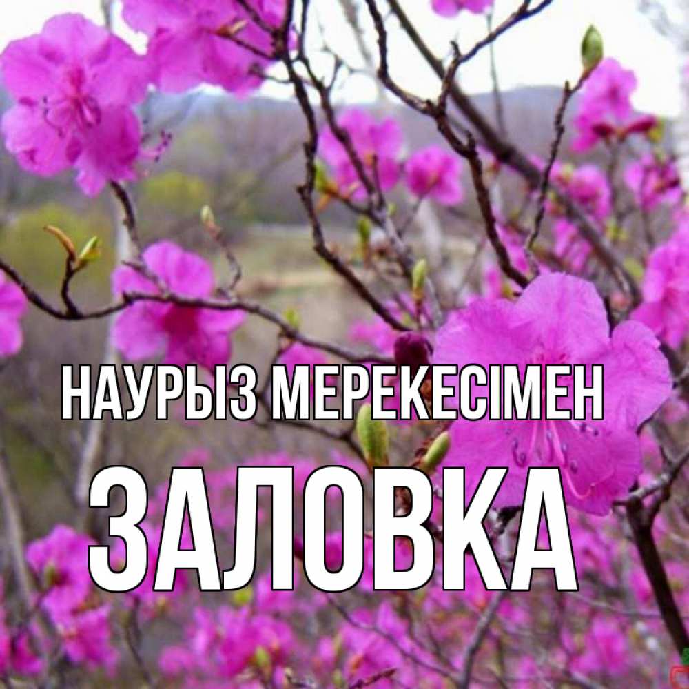 Күн сайын ашық хат с именем, Заловка Наурыз мерекесімен праздник весны наурыз Онлайн тегін жүктеп алу тілектері бар керемет карта 