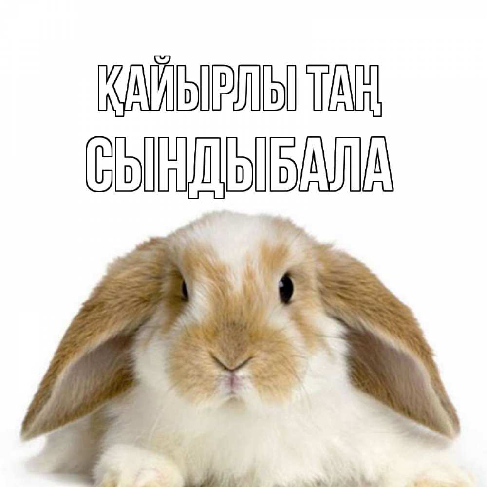 Күн сайын ашық хат с именем, СЫНДЫБАЛА Қайырлы таң прикольные открытки на каждый день Онлайн тегін жүктеп алу тілектері бар керемет карта 