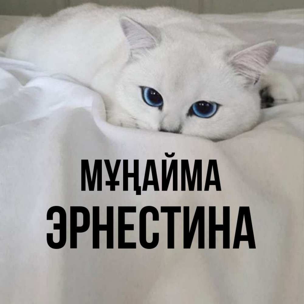 Күн сайын ашық хат с именем, Эрнестина Мұңайма Голубоглазая кошка Онлайн тегін жүктеп алу тілектері бар керемет карта 
