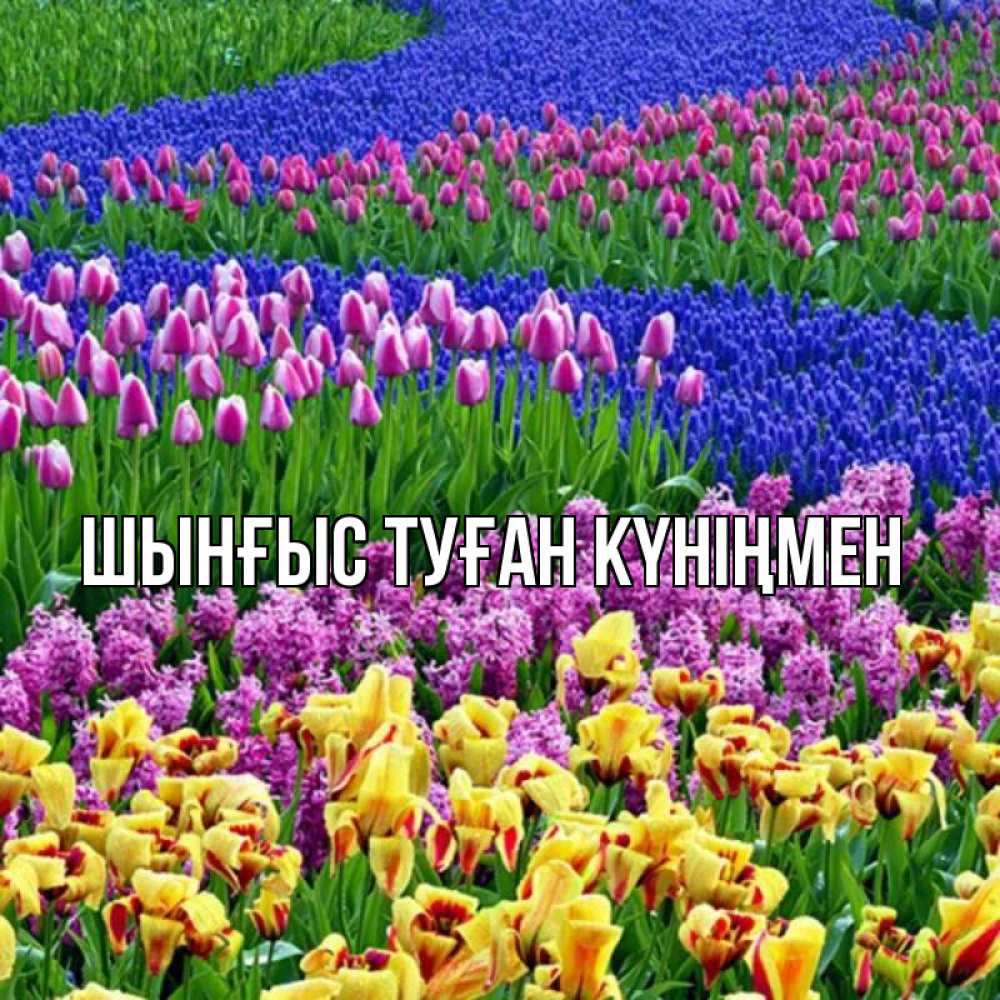 Картинка  с именем , ШЫНҒЫС! ТУҒАН КҮНІҢМЕН!