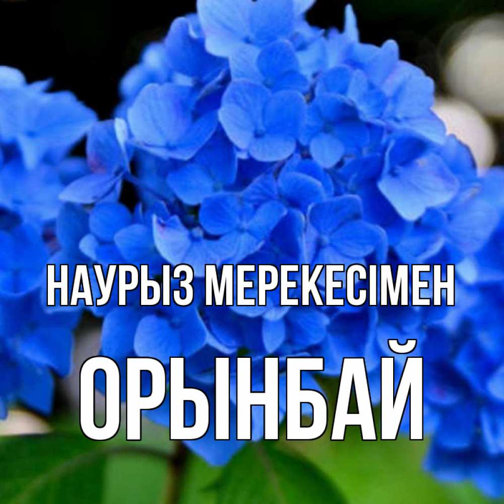 Күн сайын ашық хат с именем, ОРЫНБАЙ Наурыз мерекесімен синие цветы Онлайн тегін жүктеп алу тілектері бар керемет карта 