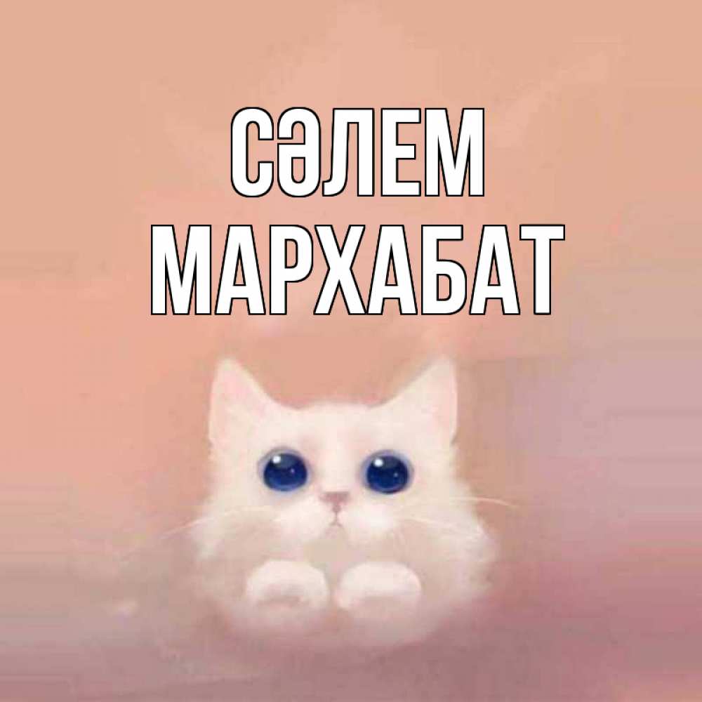 Күн сайын ашық хат с именем, МАРХАБАТ Сәлем котик белый в полете Онлайн тегін жүктеп алу тілектері бар керемет карта 