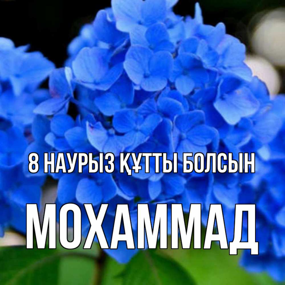 Күн сайын ашық хат с именем, Мохаммад 8 наурыз құтты болсын синие цветы Онлайн тегін жүктеп алу тілектері бар керемет карта 