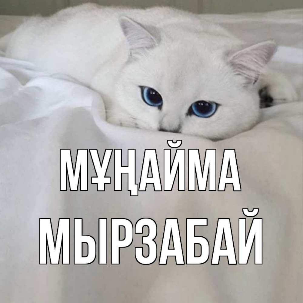 Күн сайын ашық хат с именем, Мырзабай Мұңайма белый кот с голубыми глазами на белоснежной кровати Онлайн тегін жүктеп алу тілектері бар керемет карта 