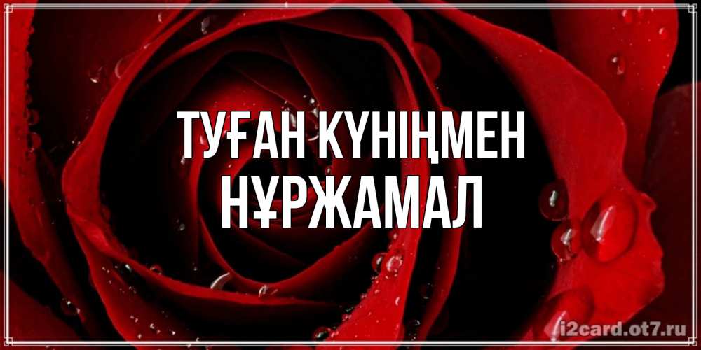 Күн сайын ашық хат с именем, НҰРЖАМАЛ Туған күніңмен крупная бордовая роза Онлайн тегін жүктеп алу тілектері бар керемет карта 