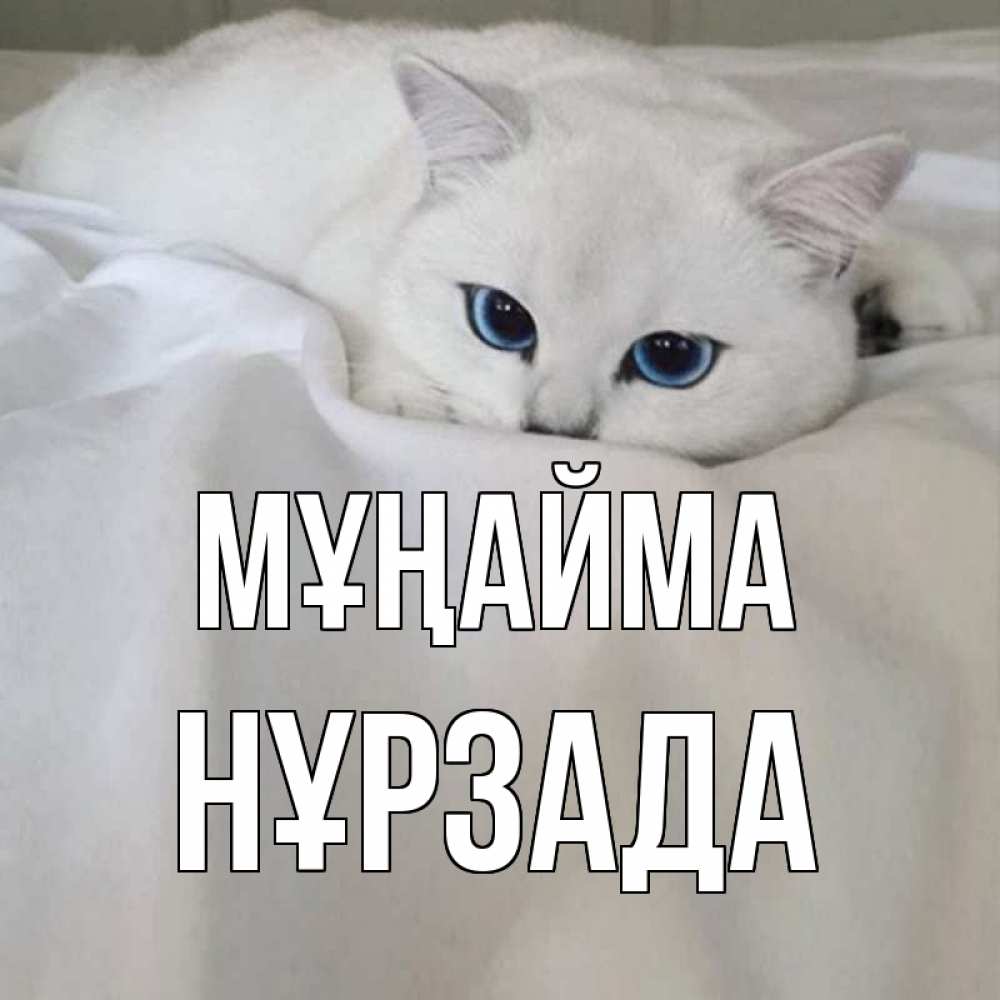Күн сайын ашық хат с именем, НҰРЗАДА Мұңайма белый кот с голубыми глазами на белоснежной кровати Онлайн тегін жүктеп алу тілектері бар керемет карта 