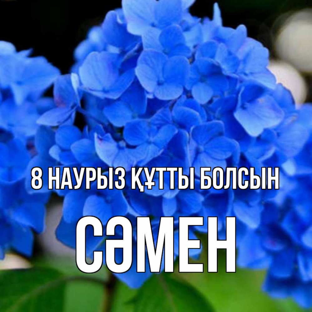 Күн сайын ашық хат с именем, СӘМЕН 8 наурыз құтты болсын синие цветы Онлайн тегін жүктеп алу тілектері бар керемет карта 