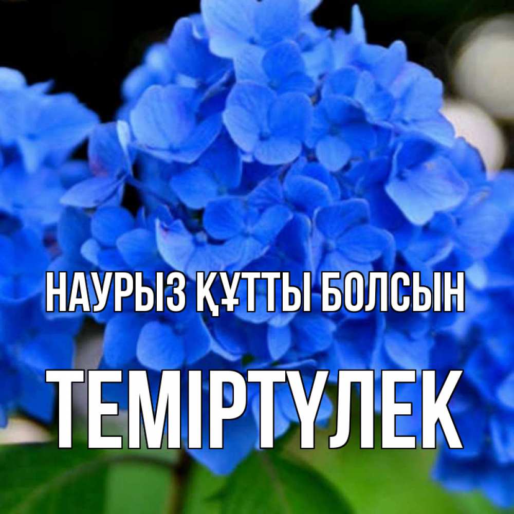 Күн сайын ашық хат с именем, ТЕМІРТҮЛЕК Наурыз құтты болсын синие цветы Онлайн тегін жүктеп алу тілектері бар керемет карта 