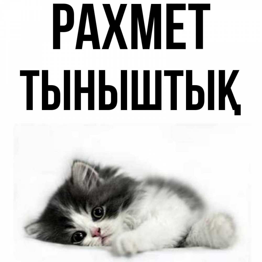 Күн сайын ашық хат с именем, ТЫНЫШТЫҚ рахмет черный и белый кот Онлайн тегін жүктеп алу тілектері бар керемет карта 