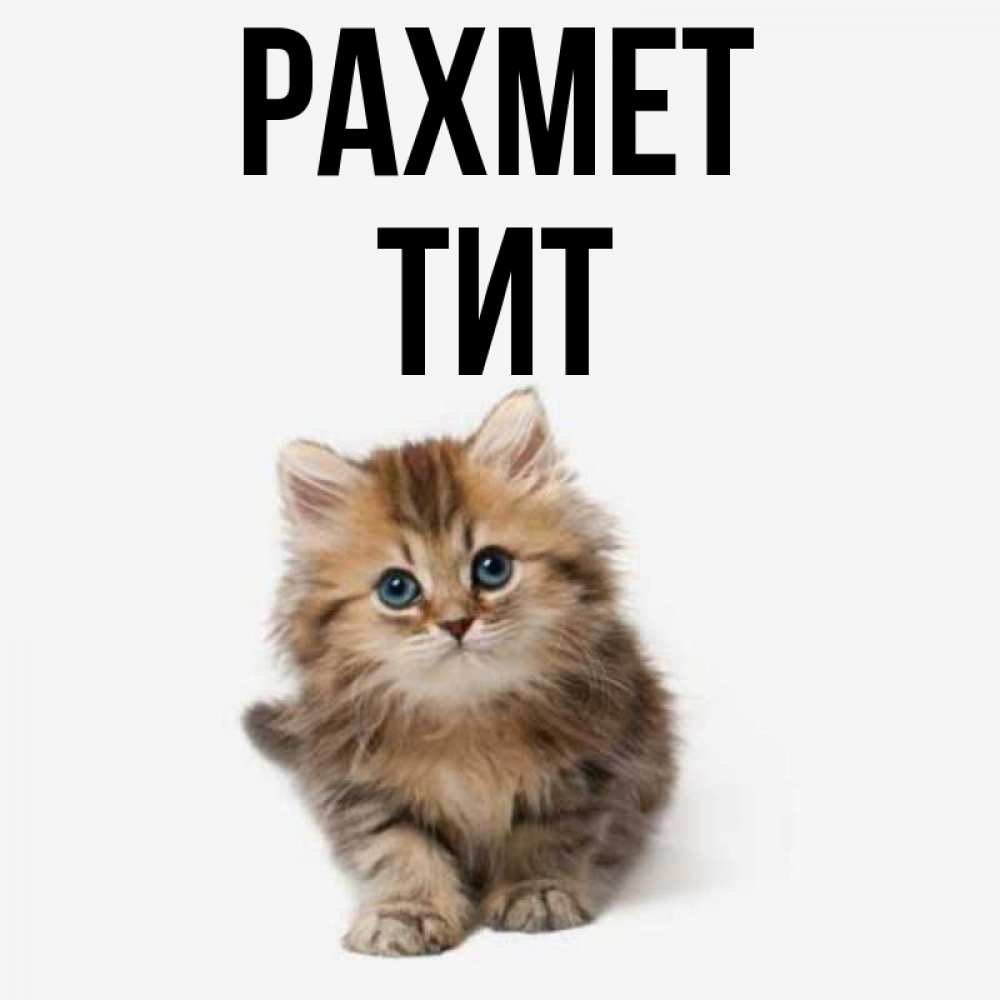 Күн сайын ашық хат с именем, Тит рахмет пушистый котик Онлайн тегін жүктеп алу тілектері бар керемет карта 