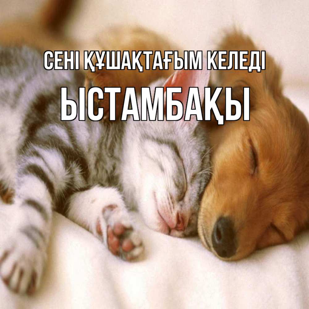 Күн сайын ашық хат с именем, ЫСТАМБАҚЫ сені құшақтағым келеді пес и котенок Онлайн тегін жүктеп алу тілектері бар керемет карта 