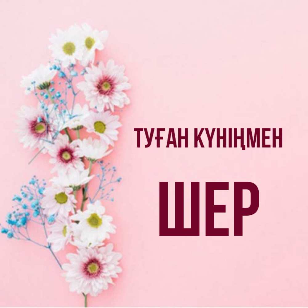 Күн сайын ашық хат с именем, ШЕР Туған күніңмен Родная моя с днем рождения тебя картинка с цветами белыми и голубыми Онлайн тегін жүктеп алу тілектері бар керемет карта 