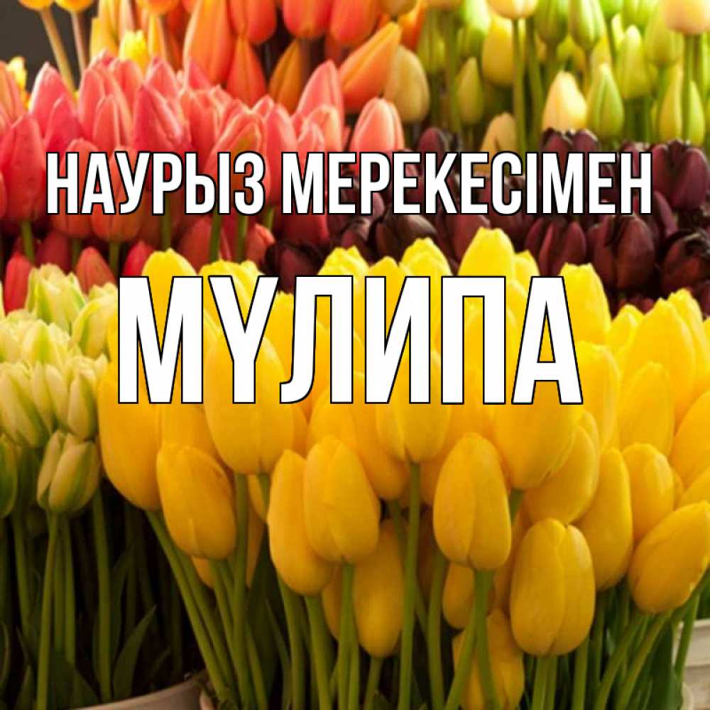 Күн сайын ашық хат с именем, МҮЛИПА Наурыз мерекесімен цветы Онлайн тегін жүктеп алу тілектері бар керемет карта 