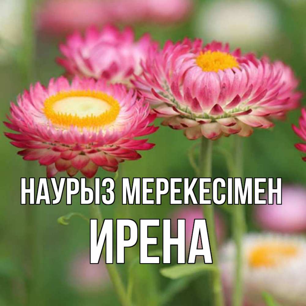 Күн сайын ашық хат с именем, Ирена Наурыз мерекесімен подарок на международный женский день Онлайн тегін жүктеп алу тілектері бар керемет карта 