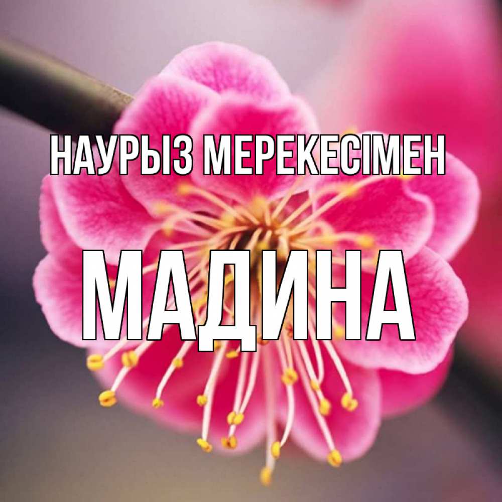 Күн сайын ашық хат с именем, Мадина Наурыз мерекесімен цветы Онлайн тегін жүктеп алу тілектері бар керемет карта 