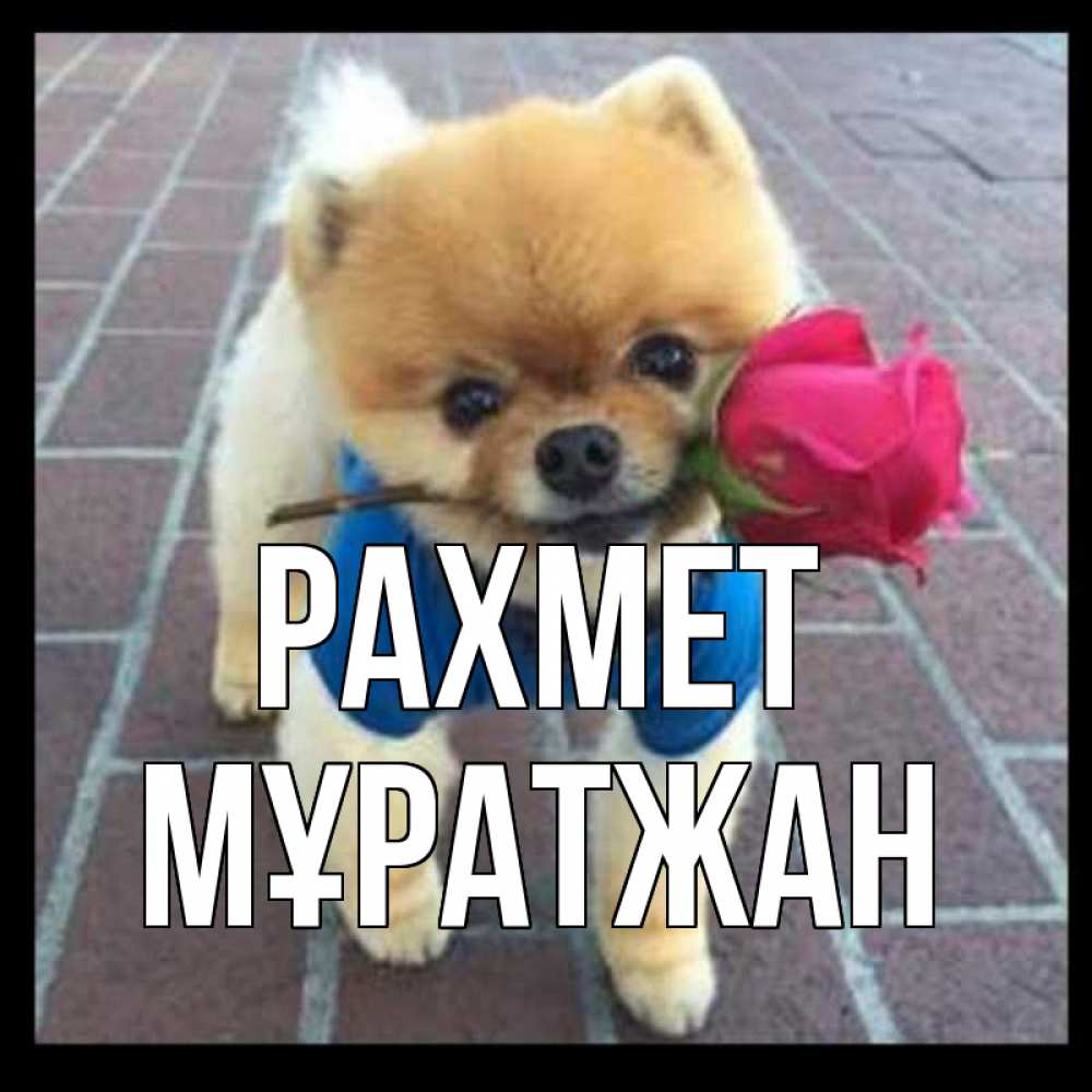 Күн сайын ашық хат с именем, Мұратжан рахмет спасибо и дарю тебе цветок Онлайн тегін жүктеп алу тілектері бар керемет карта 