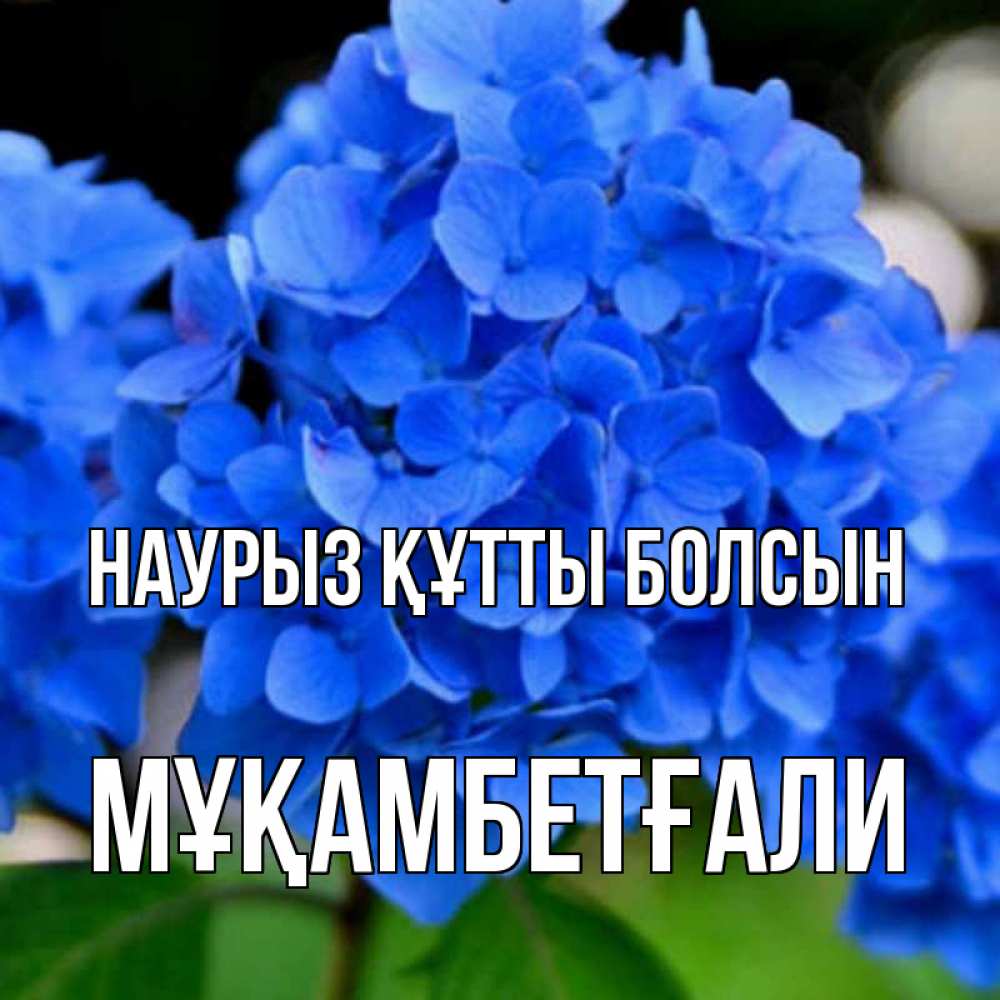 Күн сайын ашық хат с именем, Мұқамбетғали Наурыз құтты болсын синие цветы Онлайн тегін жүктеп алу тілектері бар керемет карта 