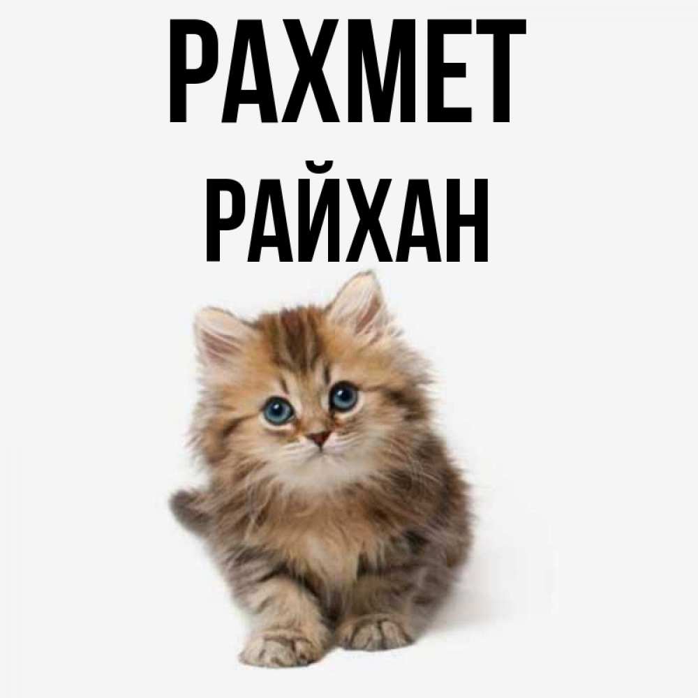 Күн сайын ашық хат с именем, РАЙХАН рахмет пушистый котик Онлайн тегін жүктеп алу тілектері бар керемет карта 